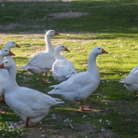 Daire Il Canto Del Maggio
