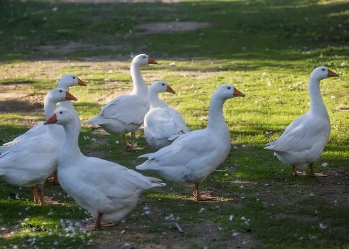 Daire Il Canto Del Maggio